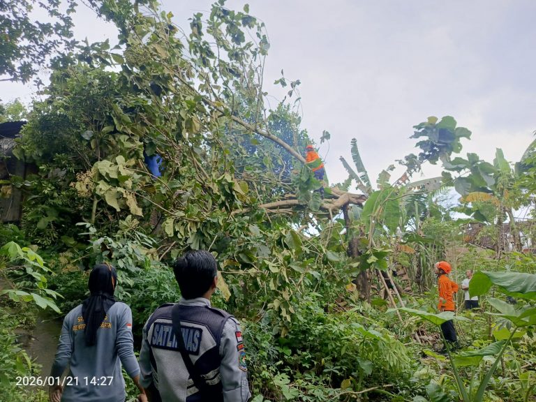 BPBD Kota Magelang Tangani Kejadian Pohon Tumbang di Kampung Ganten Magelang